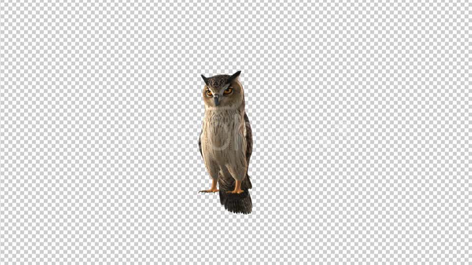 Owl Looking Around Videohive 19309367 Motion Graphics Image 1