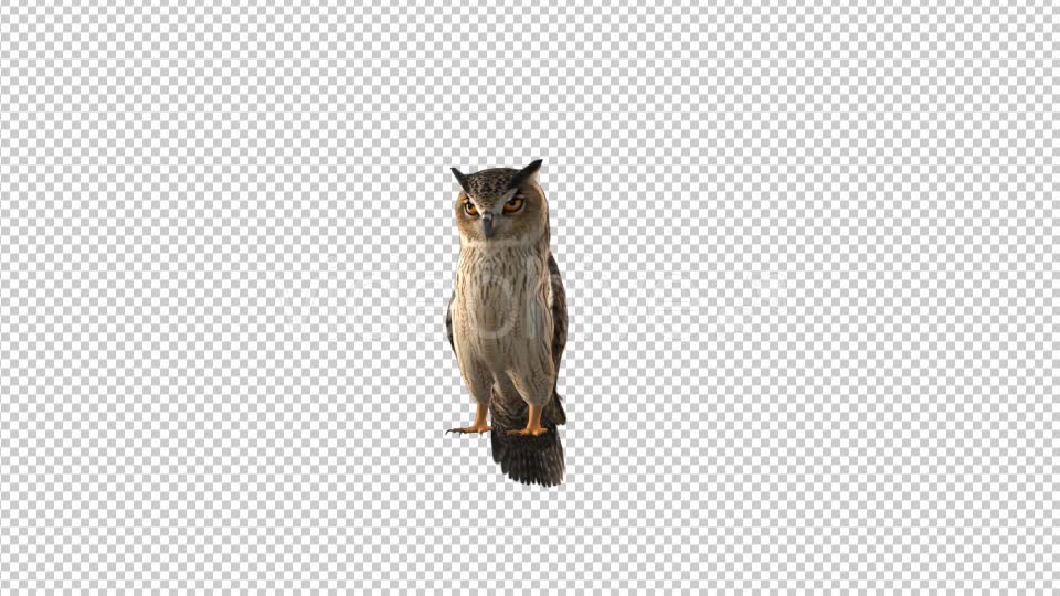 Owl Looking Around Videohive 19309367 Motion Graphics Image 2
