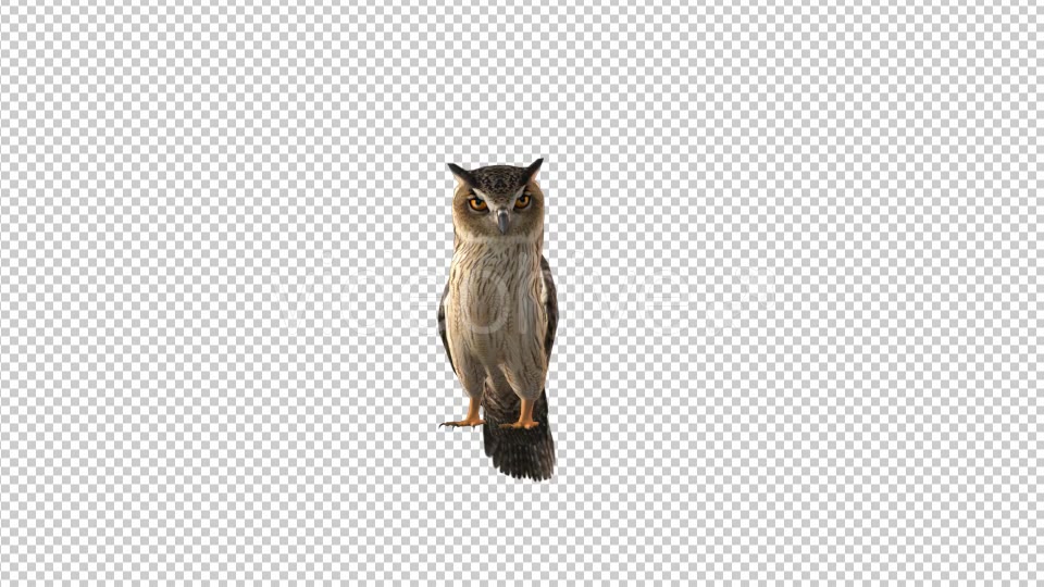 Owl Looking Around Videohive 19309367 Motion Graphics Image 3