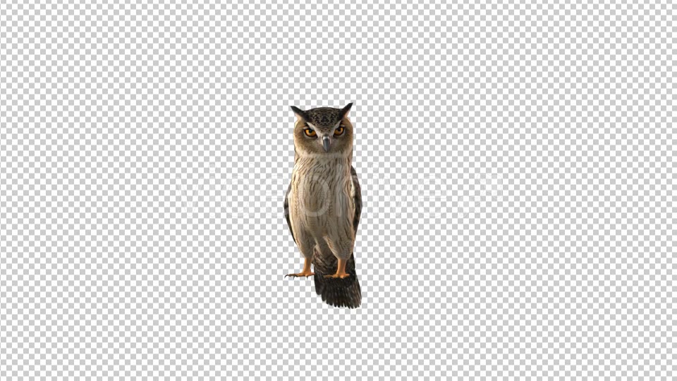Owl Looking Around Videohive 19309367 Motion Graphics Image 4