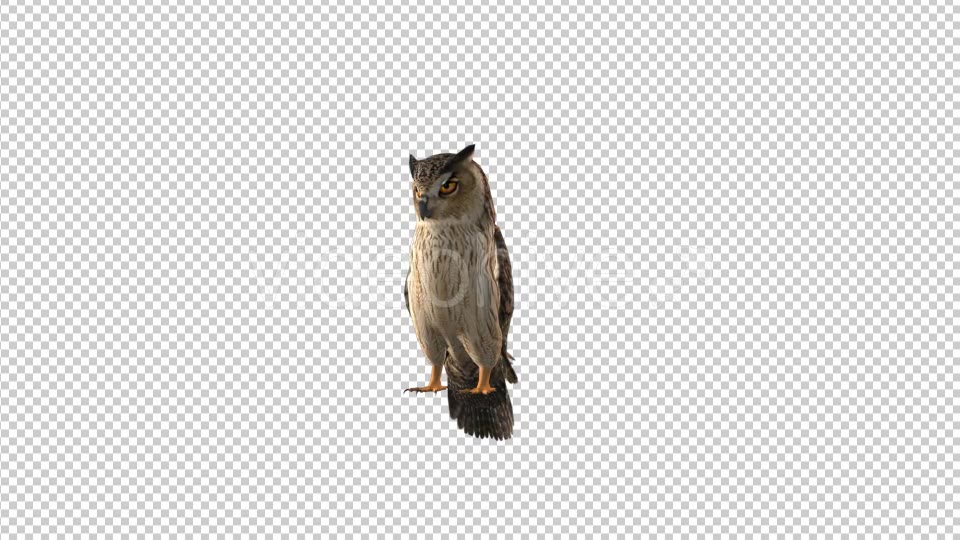 Owl Looking Around Videohive 19309367 Motion Graphics Image 5