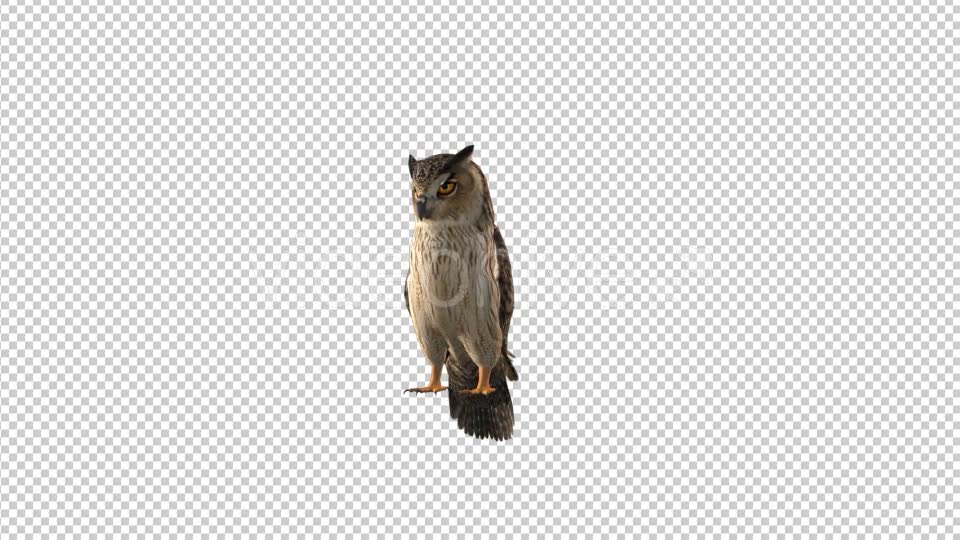 Owl Looking Around Videohive 19309367 Motion Graphics Image 6