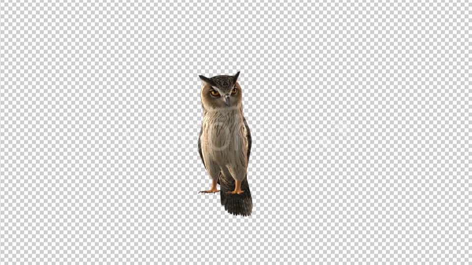 Owl Looking Around Videohive 19309367 Motion Graphics Image 7
