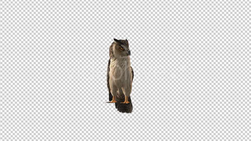 Owl Looking Around Videohive 19309367 Motion Graphics Image 8