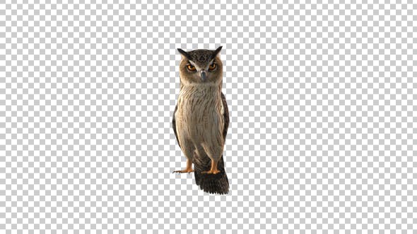 Owl Looking Around - Videohive Download 19309367