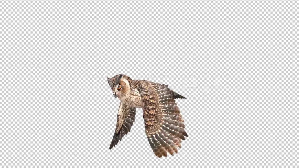 Owl Looped 2 Videohive 20697918 Motion Graphics Image 1