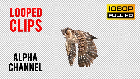 Owl Looped 2 - Videohive 20697918 Download