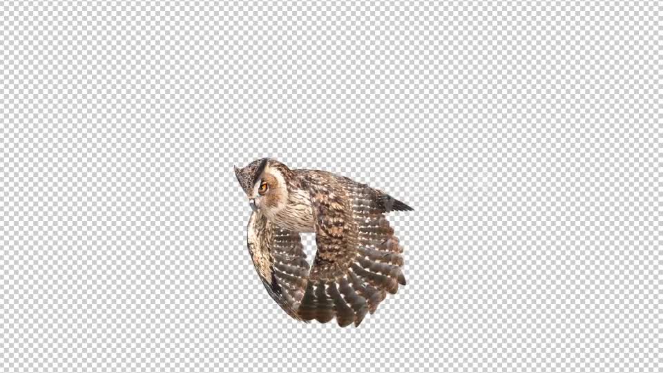 Owl Looped 3 Videohive 20697924 Motion Graphics Image 1