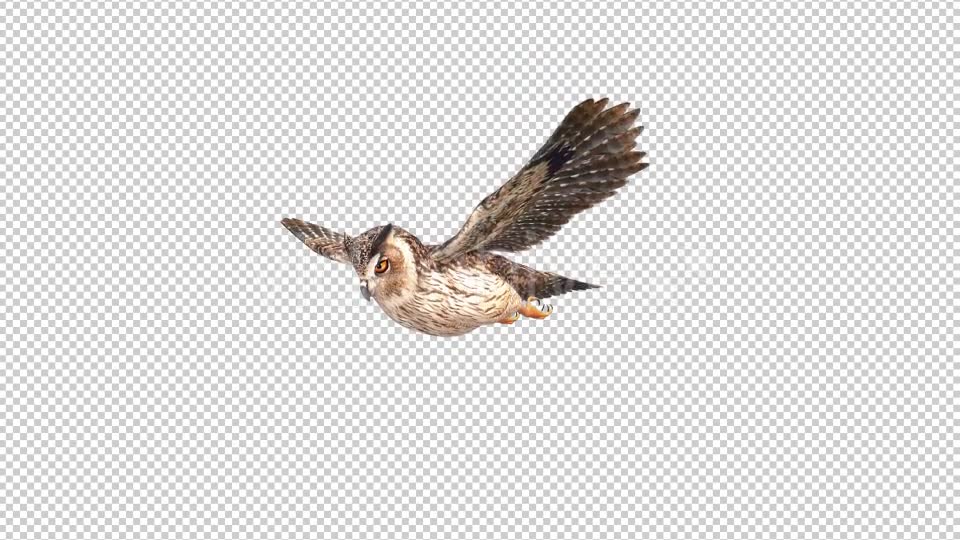 Owl Looped 3 Videohive 20697924 Motion Graphics Image 2