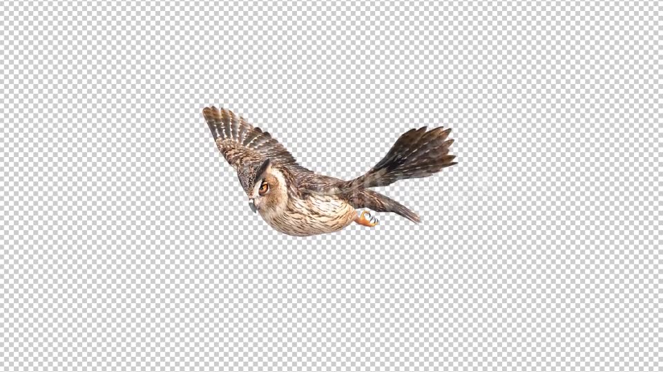 Owl Looped 3 Videohive 20697924 Motion Graphics Image 5