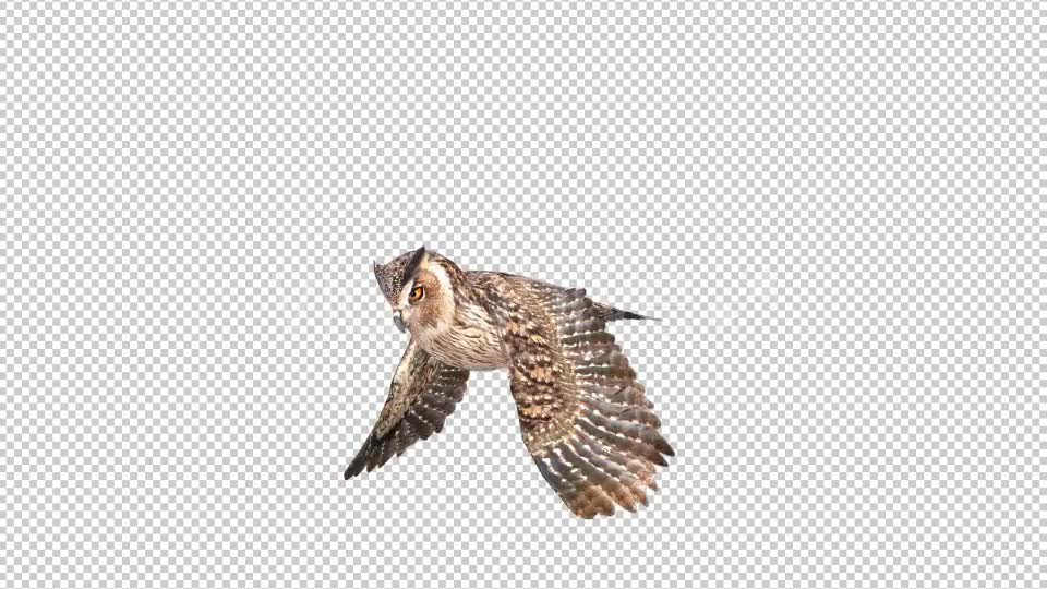 Owl Looped 3 Videohive 20697924 Motion Graphics Image 6