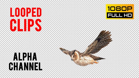 Owl Looped 3 - Videohive Download 20697924