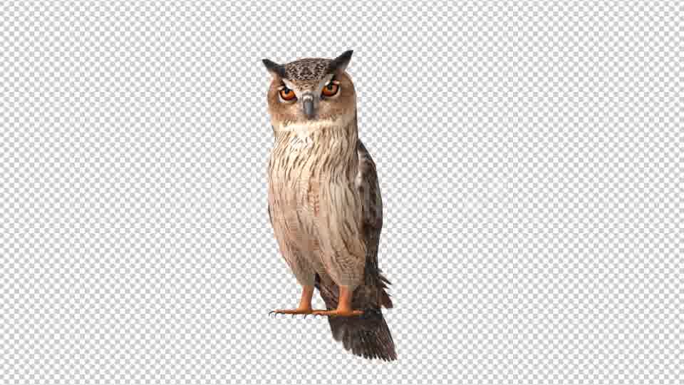 Owl Looped 6 Videohive 20697952 Motion Graphics Image 11