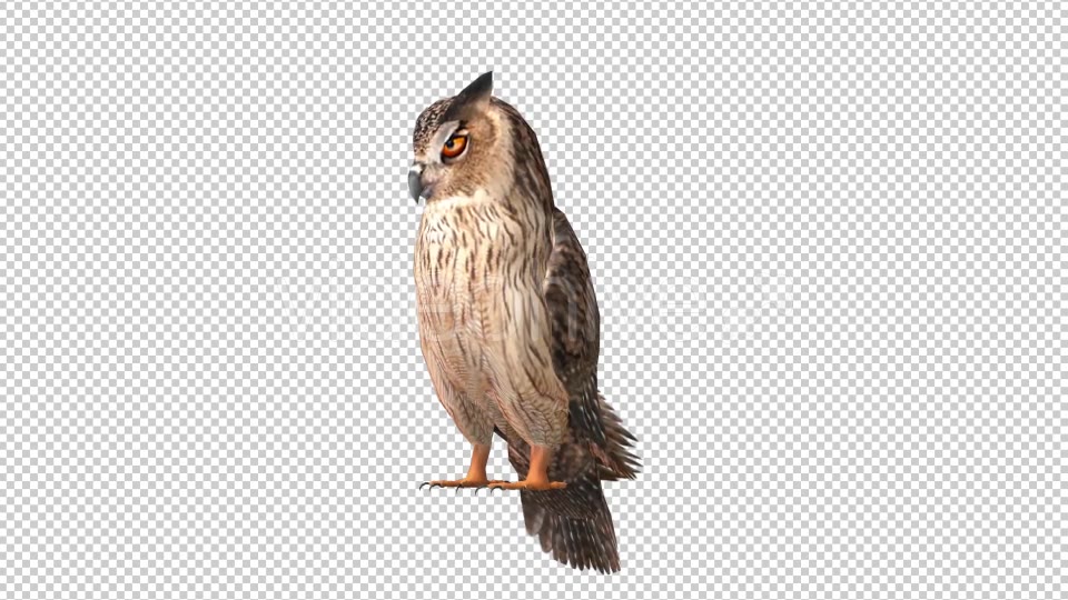 Owl Looped 6 Videohive 20697952 Motion Graphics Image 5