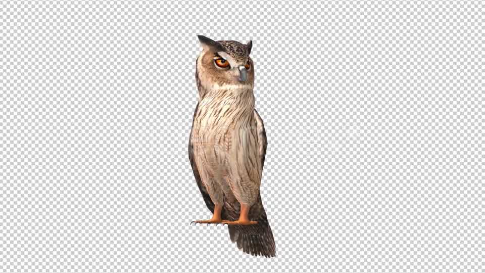 Owl Looped 6 Videohive 20697952 Motion Graphics Image 8