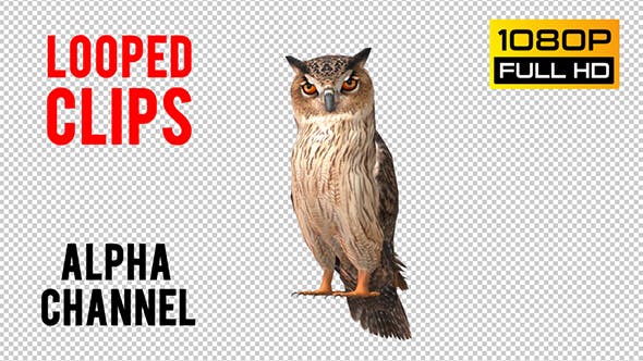 Owl Looped 6 - 20697952 Download Videohive
