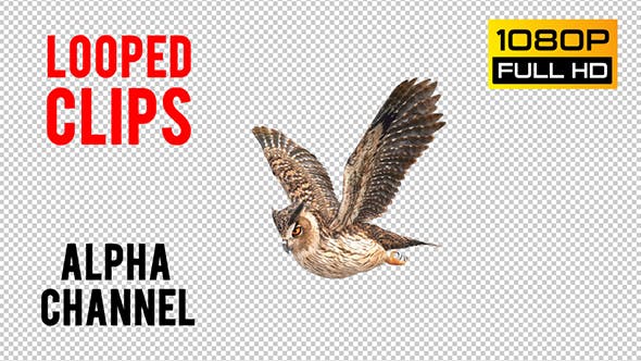 Owl Looped - Videohive 20697915 Download