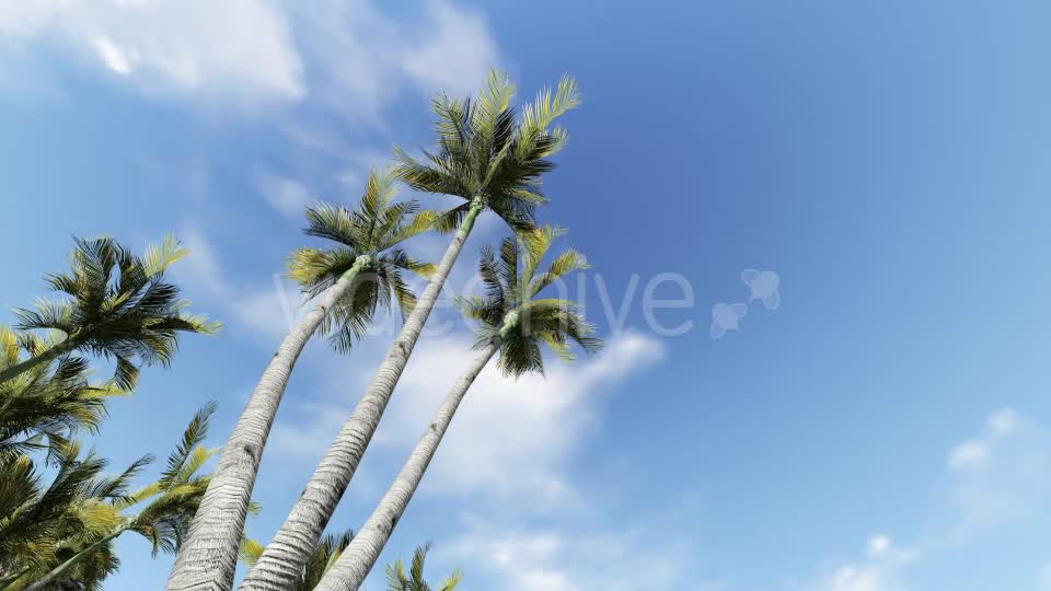 Palm and Birds Videohive 19717840 Motion Graphics Image 1