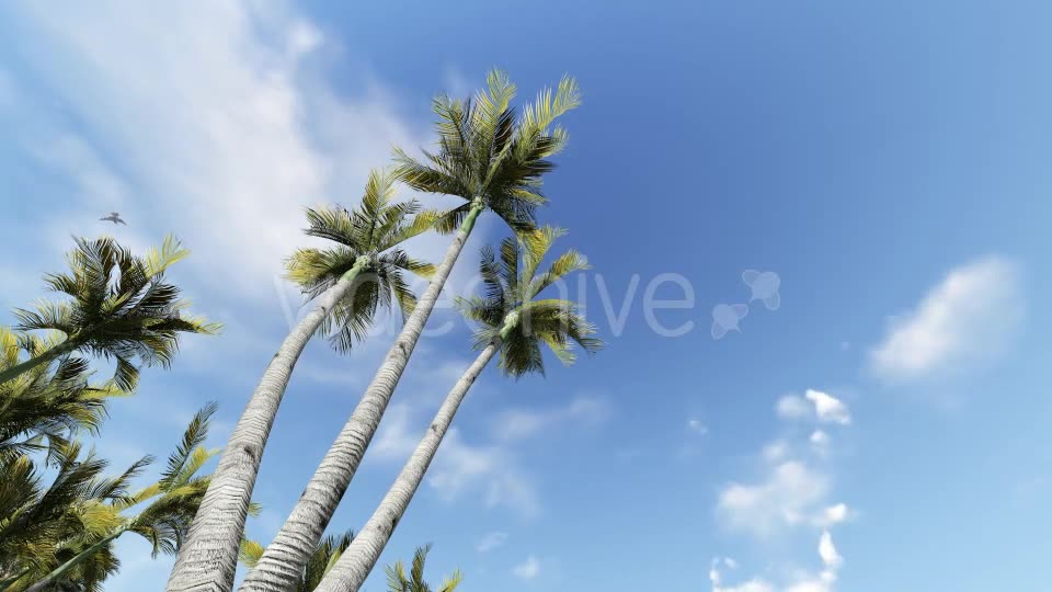 Palm and Birds Videohive 19717840 Motion Graphics Image 2