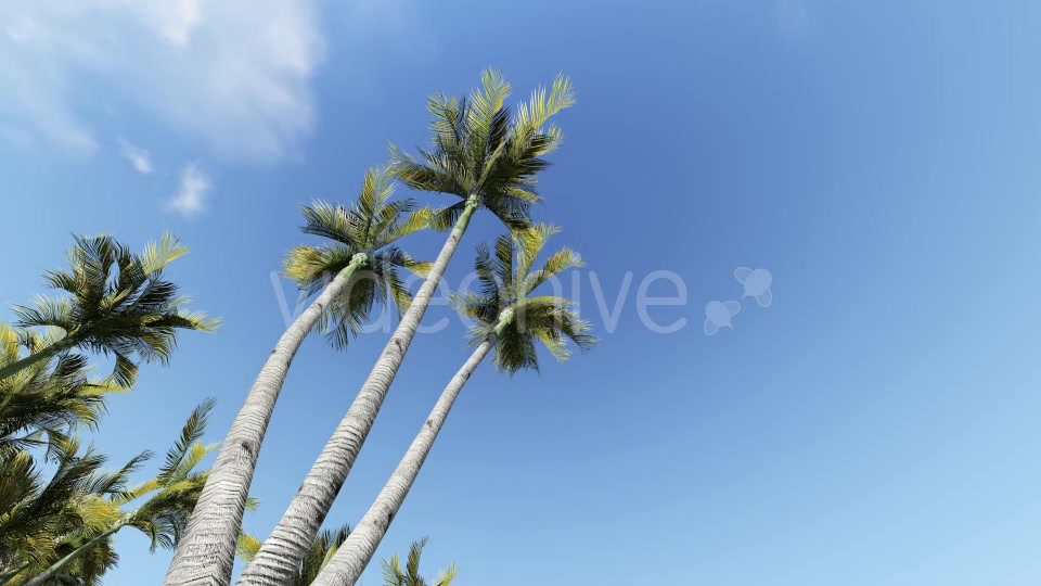Palm and Birds Videohive 19717840 Motion Graphics Image 6