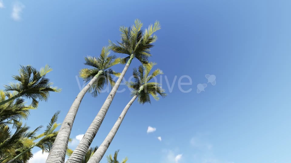 Palm and Birds Videohive 19717840 Motion Graphics Image 7