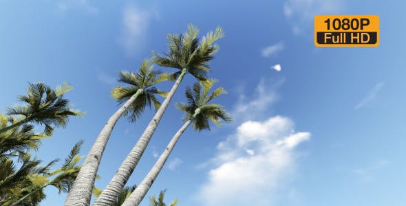 Palm and Birds - Videohive Download 19717840