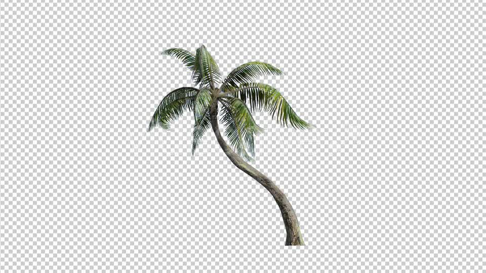 Palm Tree 1 Videohive 17828201 Motion Graphics Image 1
