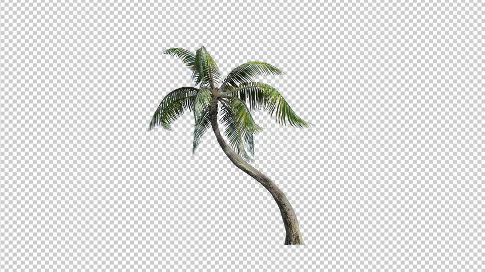 Palm Tree 1 Videohive 17828201 Motion Graphics Image 2