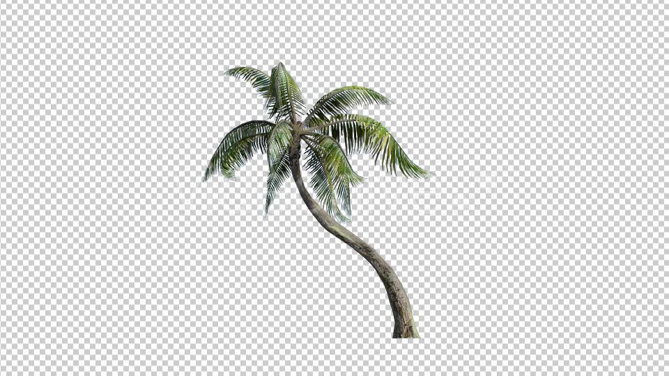 Palm Tree 1 Videohive 17828201 Motion Graphics Image 3