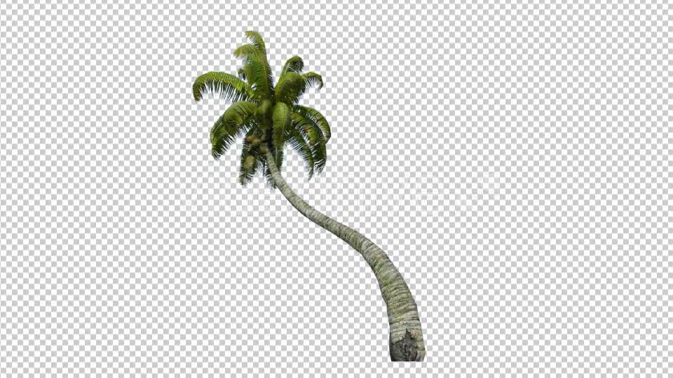 Palm Tree 3 Videohive 17831012 Motion Graphics Image 1
