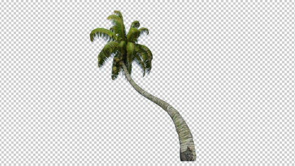 Palm Tree 3 - Download 17831012 Videohive