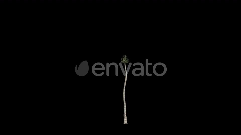 Palm Tree Grow Videohive 23694743 Motion Graphics Image 2