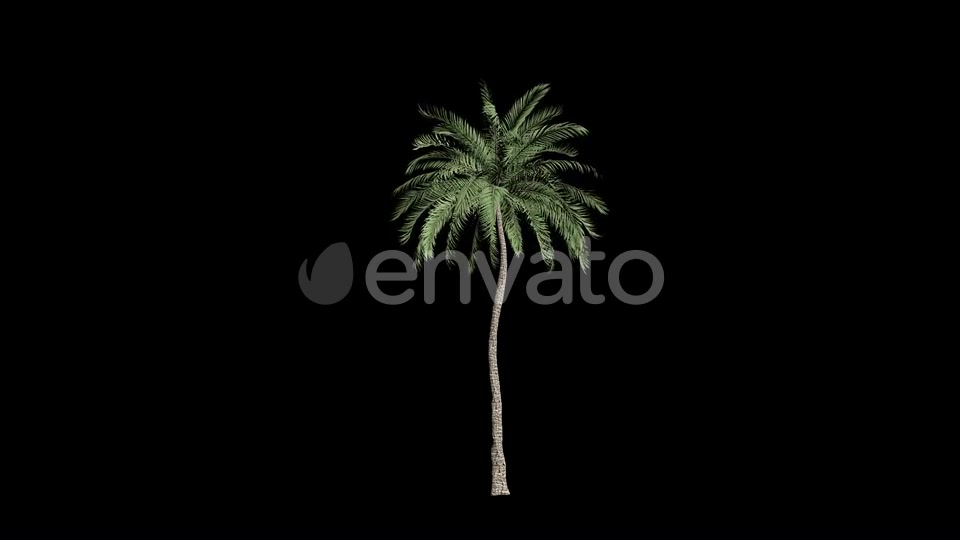 Palm Tree Grow Videohive 23694743 Motion Graphics Image 3