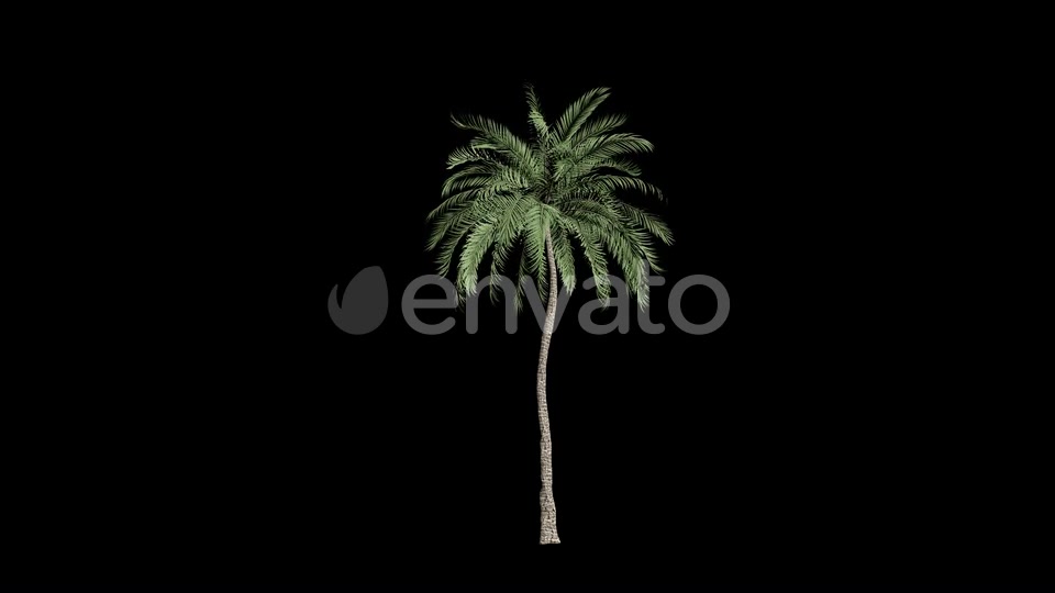 Palm Tree Grow Videohive 23694743 Motion Graphics Image 4