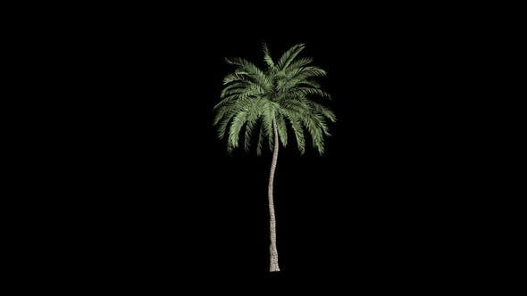Palm Tree Grow - 23694743 Download Videohive