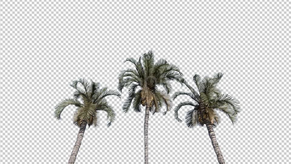 Palm Trees Videohive 19414826 Motion Graphics Image 1