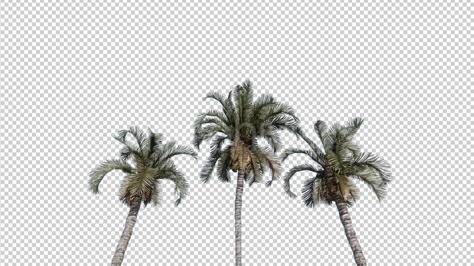 Palm Trees Videohive 19414826 Motion Graphics Image 2
