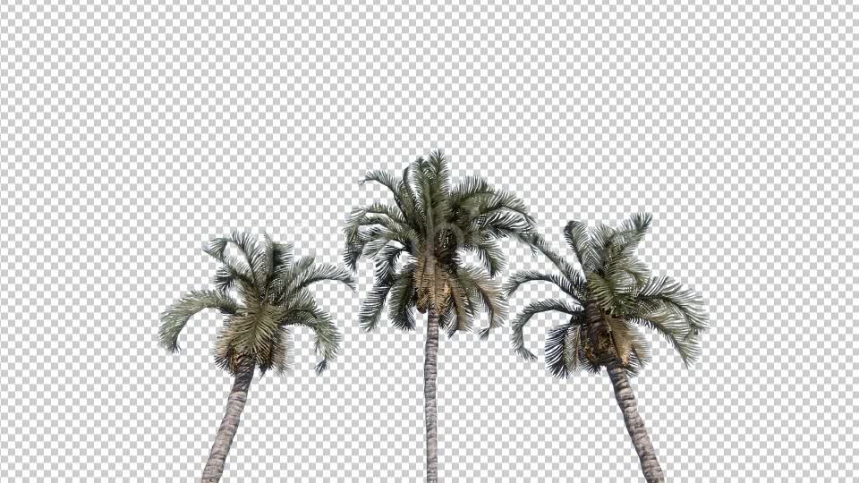 Palm Trees Videohive 19414826 Motion Graphics Image 7
