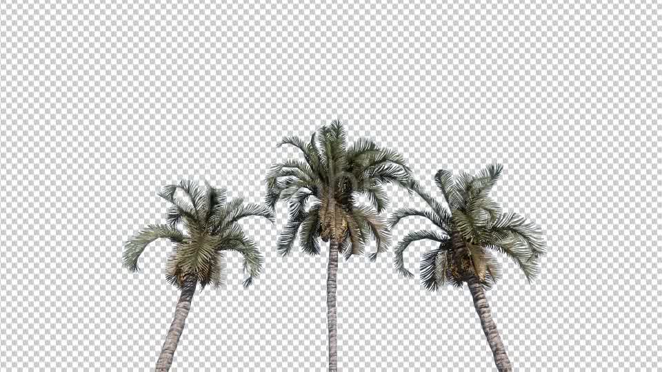 Palm Trees Videohive 19414826 Motion Graphics Image 8
