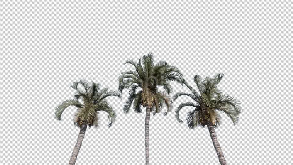 Palm Trees Videohive 19414826 Motion Graphics Image 9