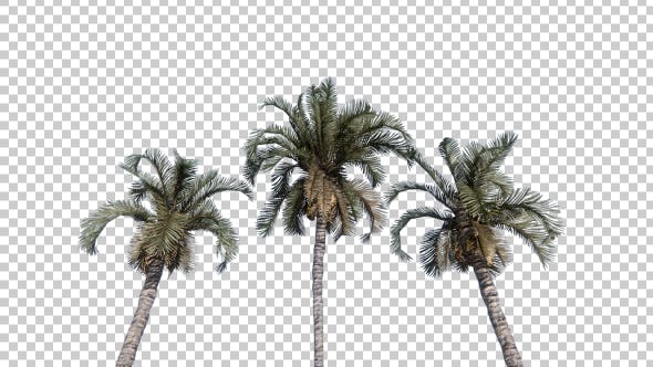 Palm Trees - 19414826 Videohive Download
