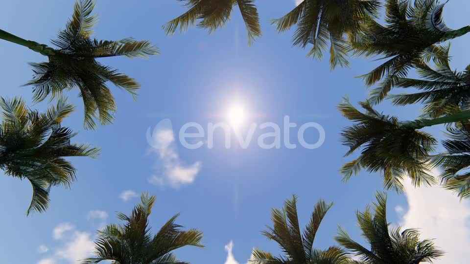 Palm Trees and Airplane Videohive 22569471 Motion Graphics Image 1