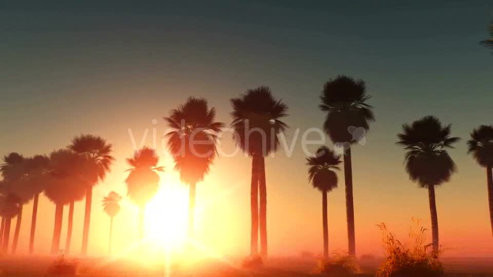 Palms at Sunset in Desert Videohive 13085401 Motion Graphics Image 1