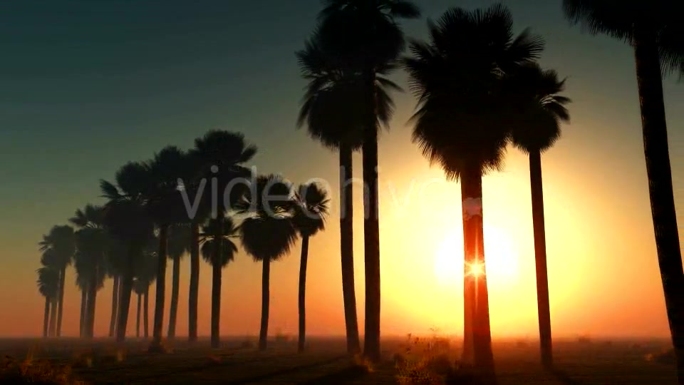 Palms at Sunset in Desert Videohive 13085401 Motion Graphics Image 10
