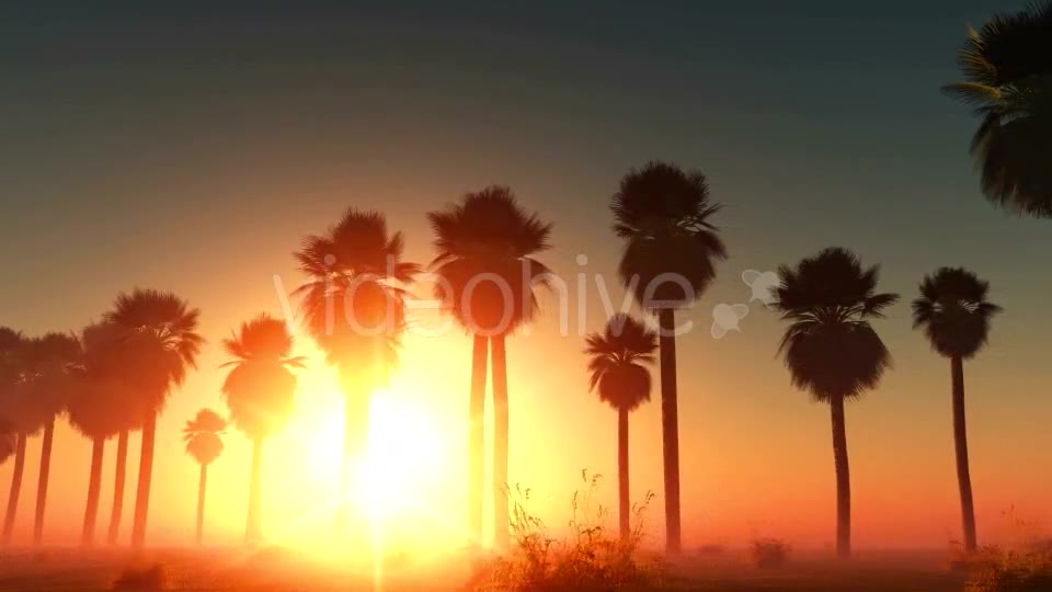 Palms at Sunset in Desert Videohive 13085401 Motion Graphics Image 2
