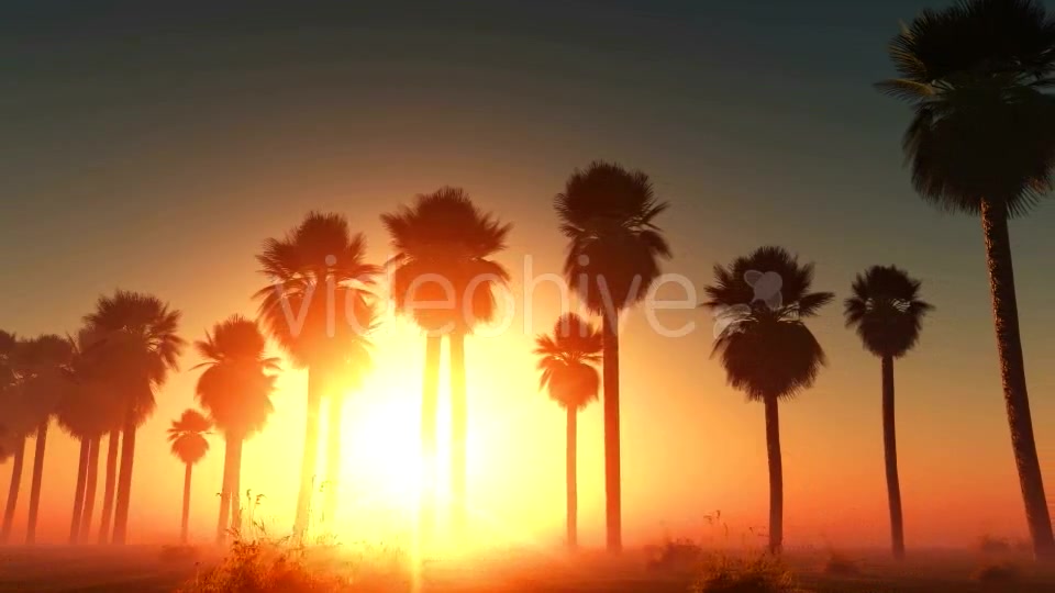 Palms at Sunset in Desert Videohive 13085401 Motion Graphics Image 3