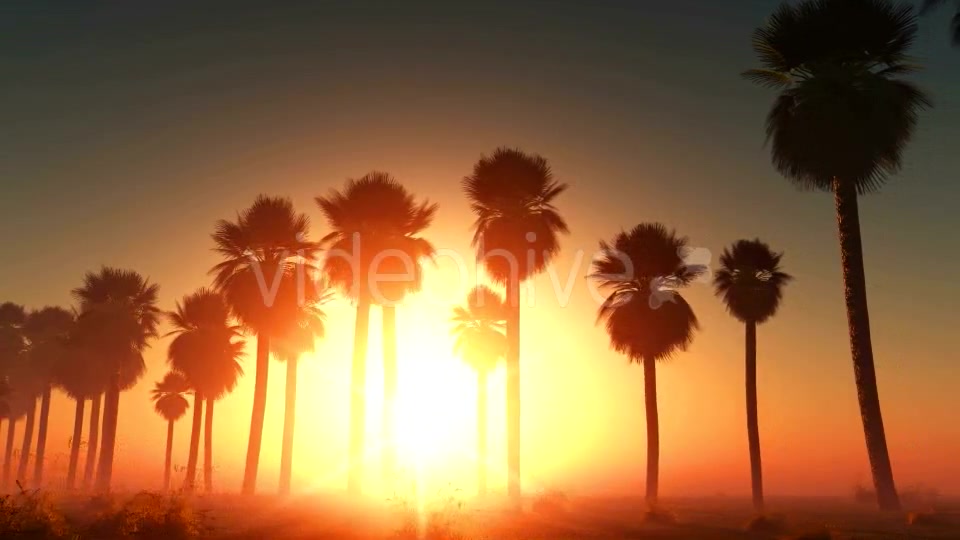 Palms at Sunset in Desert Videohive 13085401 Motion Graphics Image 4