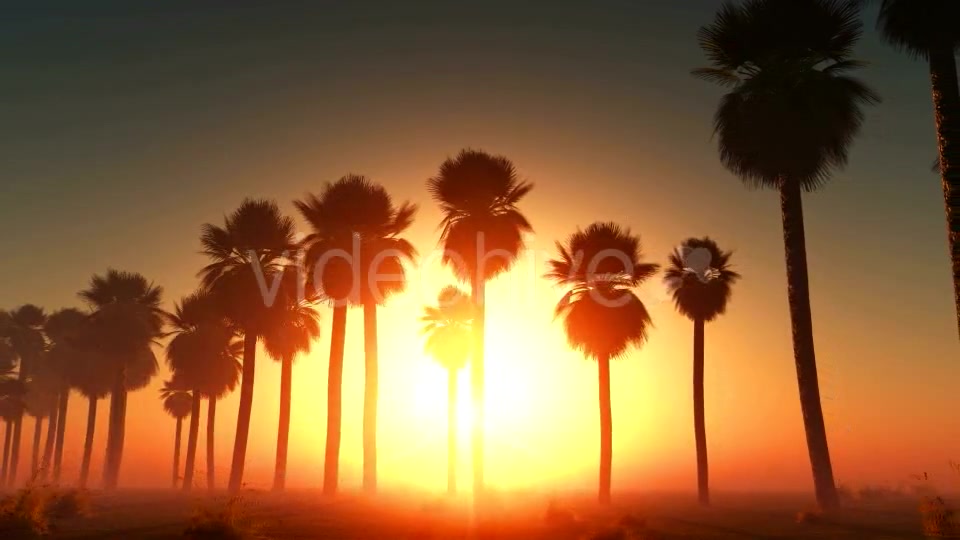 Palms at Sunset in Desert Videohive 13085401 Motion Graphics Image 5