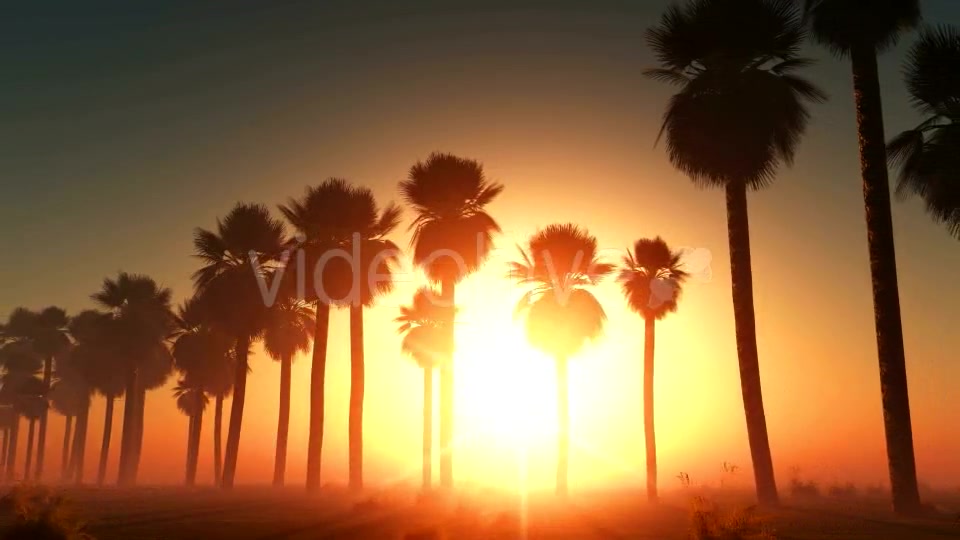 Palms at Sunset in Desert Videohive 13085401 Motion Graphics Image 6
