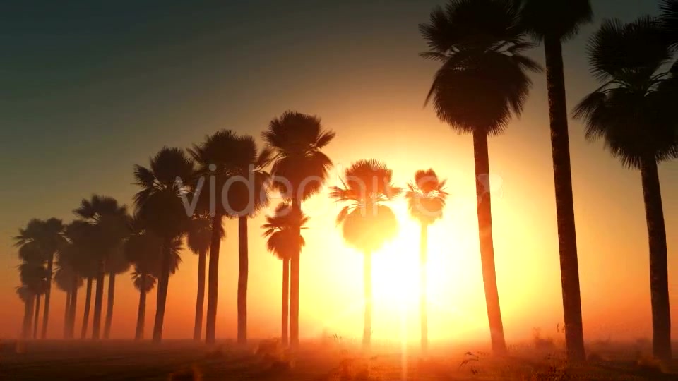 Palms at Sunset in Desert Videohive 13085401 Motion Graphics Image 7